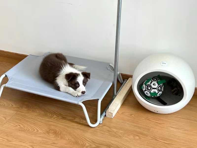 DurableDreams PetLounge (pet bed)